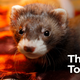 Image for article titled Americans React With Indifference After First Case Of Coronavirus Spreading To Pet Ferret
